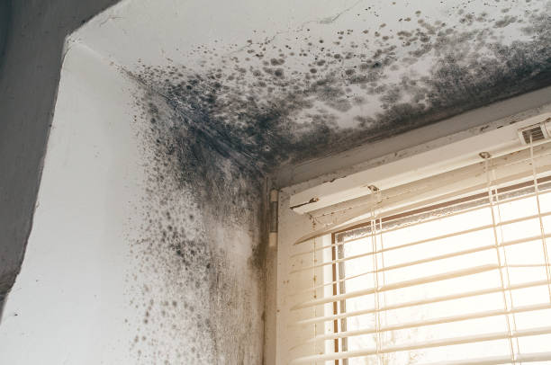 Affordable Mold Inspection And Testing solutions in Monkton, MD
